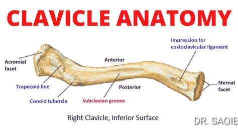 Clavicle Anatomy Youtube