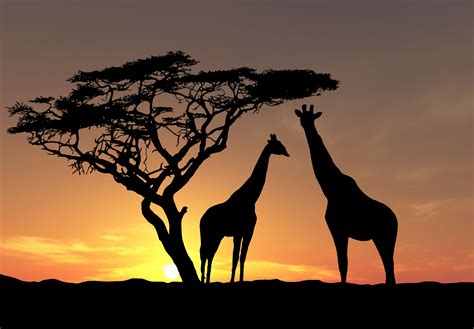 two giraffe s in the sunset