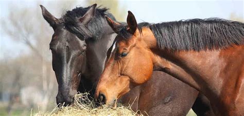 Horse Health The Basics