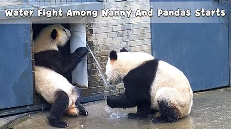 Water Fight Among Nanny And Pandas Starts Ipanda Youtube