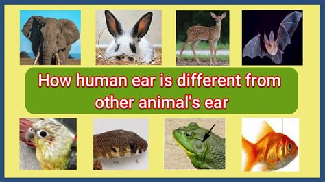 How Human Ear Is Different From Other Animals Ear Youtube