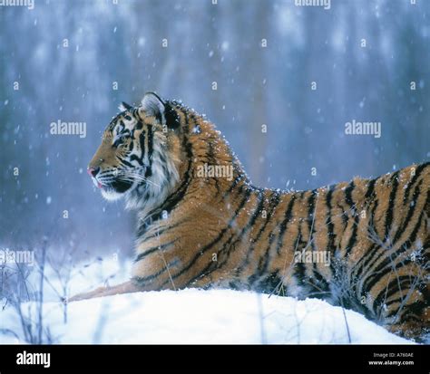 Siberian Tiger In Winter Stock Photo 483502 Alamy