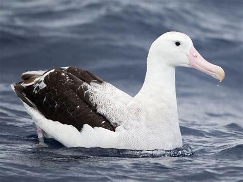 Wandering Albatross Diomedea Exulans By Jjharrison Sea Birds
