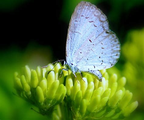 Little Blue Butterfly Photograph By Rosanne Jordan Fine Art America