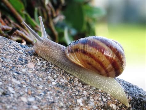 ملفcommon Snail ويكيبيديا، الموسوعة الحرة