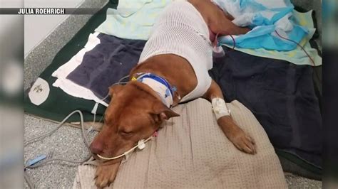 ‘wasnt His Time Heartbroken Owner Mourning Beloved Dog Shot Outside