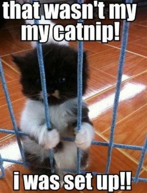 Busted Funny Animals Funny Animal Pictures Kittens Funny