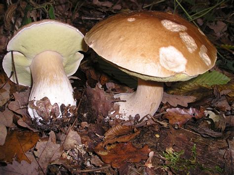 Mushroom Hunting In Florida Beginner Mycophagy Florida