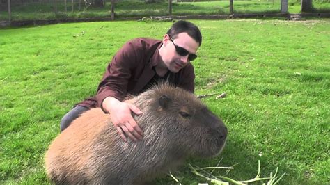 Capybara Adopt Me Capybara