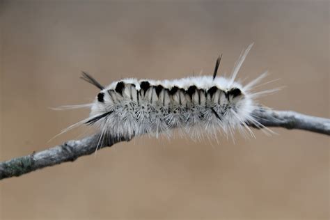 If You See This Fuzzy Little Caterpillar Dont Touch It