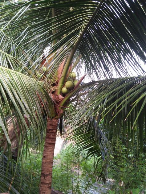 Untuk mengobati darah tinggi secara alami, jangan lupa bahwa kakao mentah pun bisa anda manfaatkan dengan baik. Cara Pemakaian Janur Kelapa Untuk Obat Tekanan Darah ...