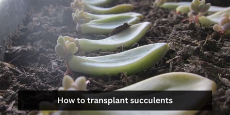 How To Transplant Succulents