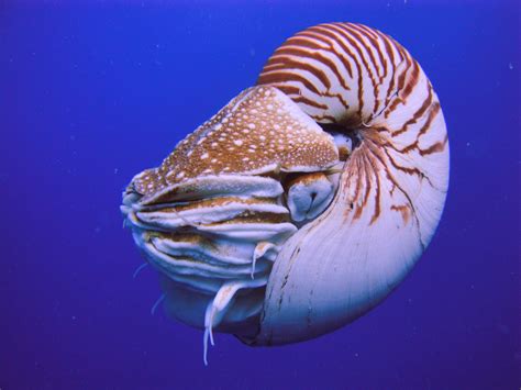 Nautilus Wikiwand