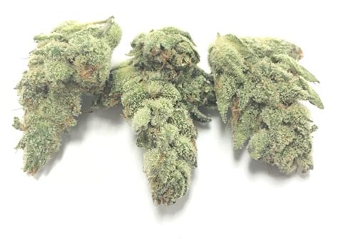 Gorilla Glue 4 By Medizin Vegas Cannabis Magazine