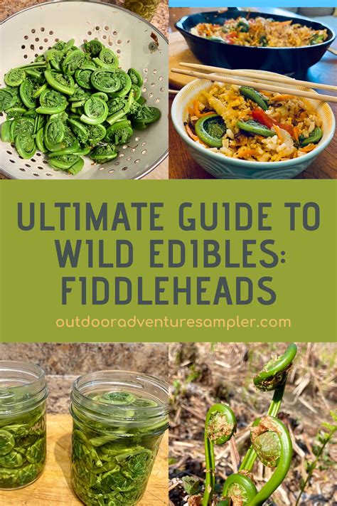 Wild Edibles Fiddlehead Ferns Food Guide Wild Edibles Foraging Recipes