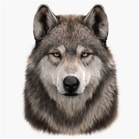 Buy Wolf Head Fur 3d Models Online Massimo Righi Wolf Photography
