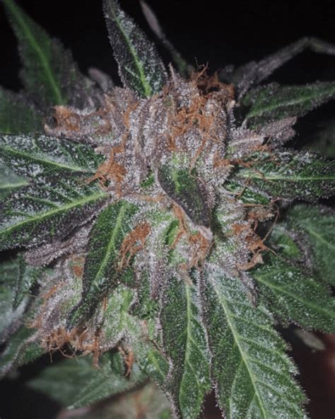 Cherry Og Strain Guide What You Need To Know 2022