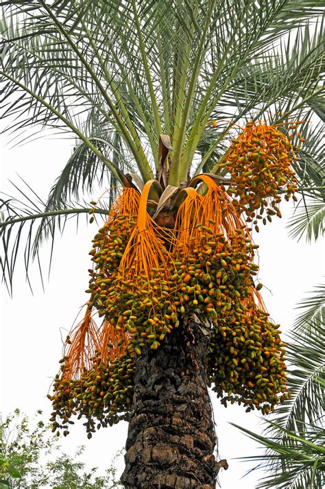 Thousands of new palm tree png image resources are added every day. Italy-2759 - Date Palm Tree | PLEASE, no multi invitations ...
