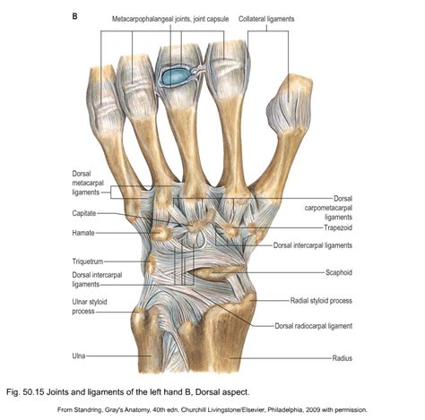 Anatomy Of The Thumb Ligaments