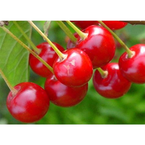 Jual Bibit Chery Ceri Cerry Vietnam Benih Pohon Tanaman Buah Bisa