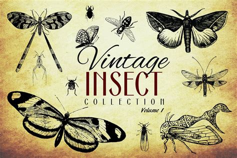 200 Vintage Insect Vector Graphics ~ Illustrations ~ Creative Market