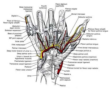Hand Anatomy Level 6 This Is A View Of The Palm Side Volar Of The