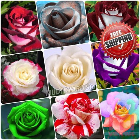 200pc Rare Rose Seeds Osiria Rose Shrub Bush Hardy Rosa Perennial