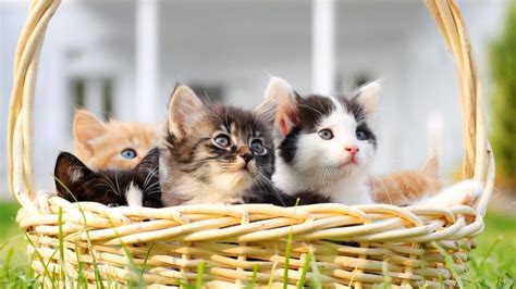 Kittens In A Basket © Skyneshercreatas Videogetty