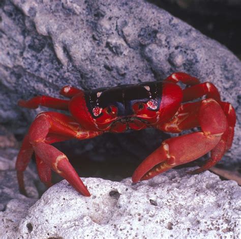 Upload your favorite photos and memories to make holiday greetings that will stand out among the stack. Christmas Island Red Crabs: Characteristics, reproduction ...