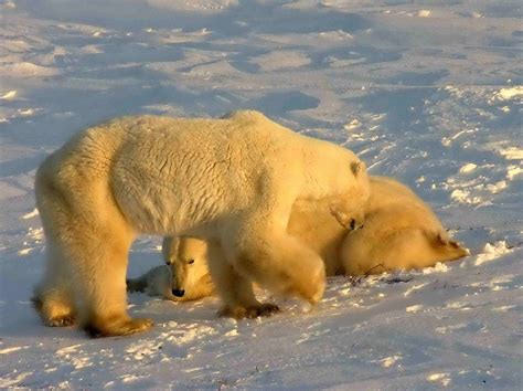 Polar Bear Jail Wikipedia