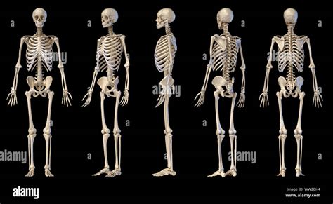 Human Skeleton Front Side Hi Res Stock Photography And Images Alamy