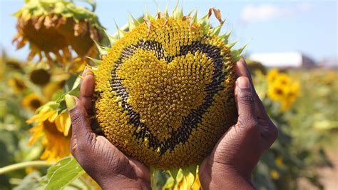 In Pics Sunflower Field Brightens Cgtn Global Business