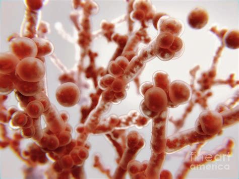 Candida Albicans Fungus Photograph By Juan Gaertnerscience Photo