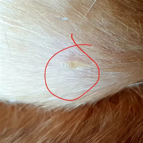 Odd Little Things Found Embedded In My Dogs Skin Concerned As To What