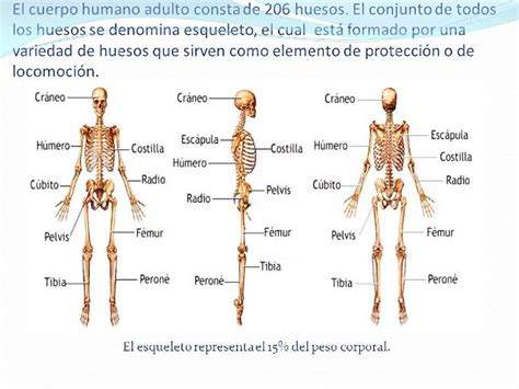 Cuantos Huesos Tiene El Cuerpo Humano