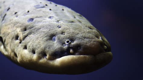 A Scientists Shocking Discovery About Electric Eels The Atlantic