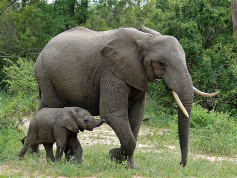 Elefante Africano Fotografías Multimedia Sinc