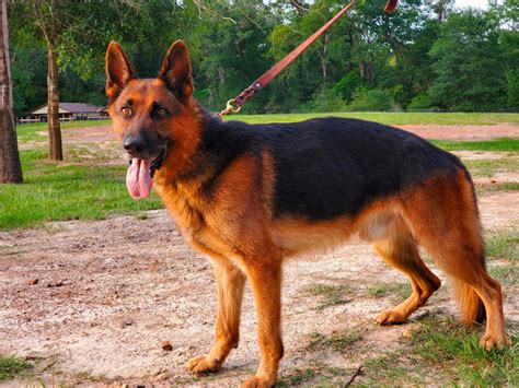 Fat German Shepherd Signs Health Risks And Appropriate Care