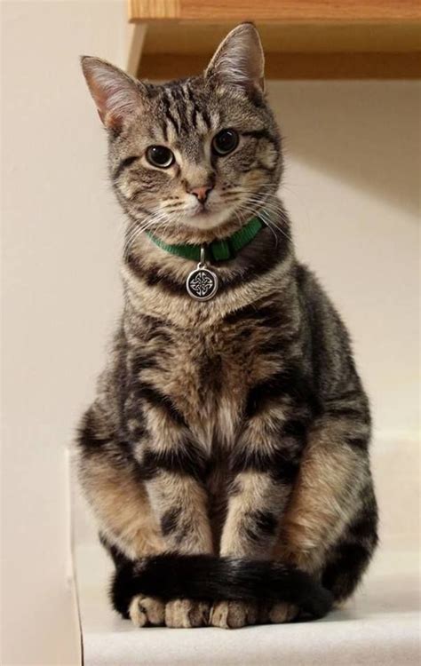 The 25 Best Tabby Cats Ideas On Pinterest Tabby Cat