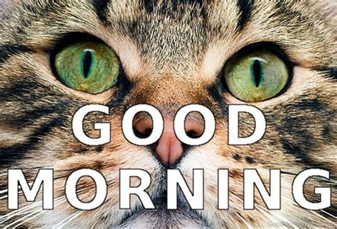 73 Good Morning Wishes For Cat Lovers