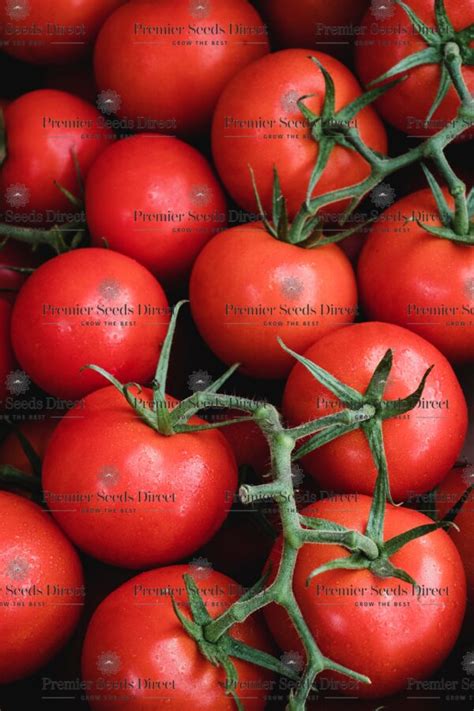 Tomato Sparta F1 Organic Premier Seeds Direct