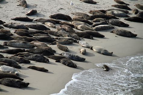 Free Images Beach Coast Nature Rock Shore Animal Wildlife