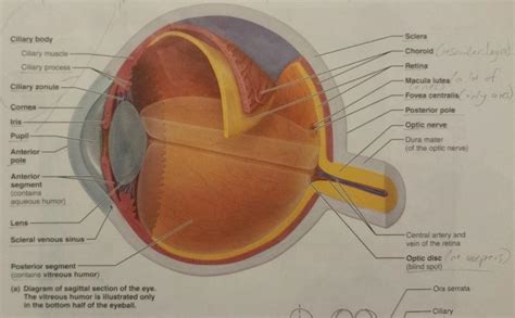 Activity 1 Anatomy Of The Eye And Identifying Accessory Eye Structures