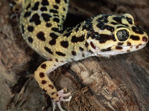 5 Cara Merawat Gecko Yang Benar Untuk Pemula Agrozine