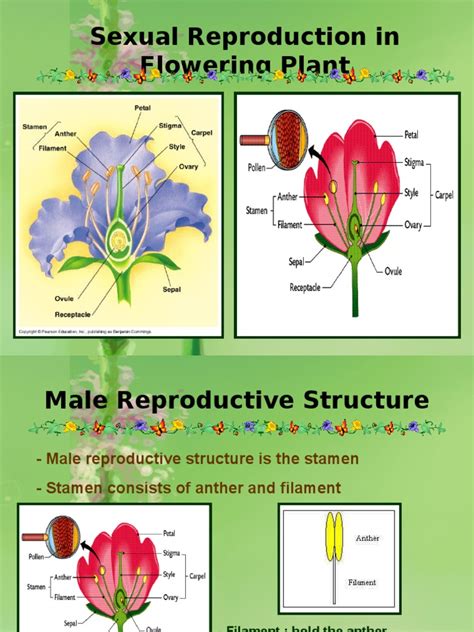Sexual Reproduction In Flowering Plants An Overview Riset