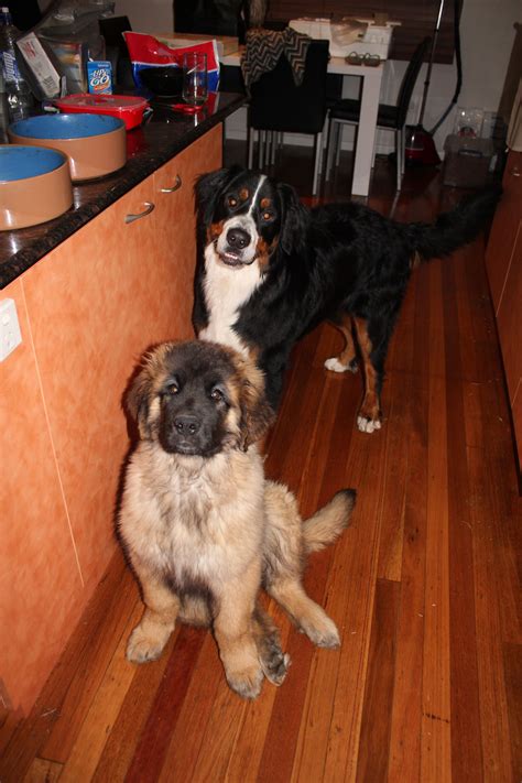 Bernese Mountain Dog Golden Retriever Mix Puppies For Sale Bertke Akc