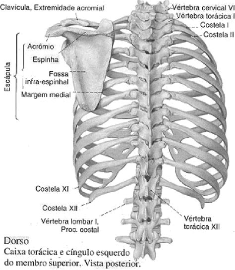 Huesos Del Cuerpo Humano Vista Posterior De La Motehk