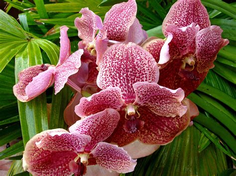 Beautiful Vanda Orchid Vanda Orchids Amazing Gardens Container Gardening Beautiful Flowers