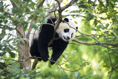 Giant Pandas No Longer Classed As Endangered After Population Growth