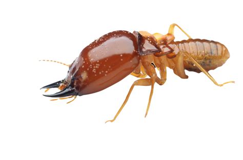 how to prevent termite infestation bug a way